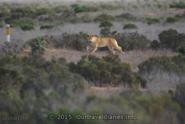 A curious Dingo (yellow dog), along the Old Eyre Highway