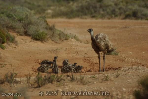 Dad Emu looking after his chicks, Eucla, WA.