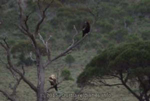 An older eagle on the higher branch and a juvenile eagle on the lower branch, near the Eyre Hwy, on the Nullarbor Plain, WA