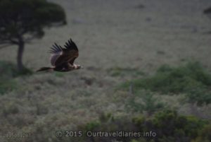 Wedge tail eagles look majestic in flight