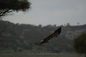 In flight, a young eagle just off the Eyre Highway east of Madura
