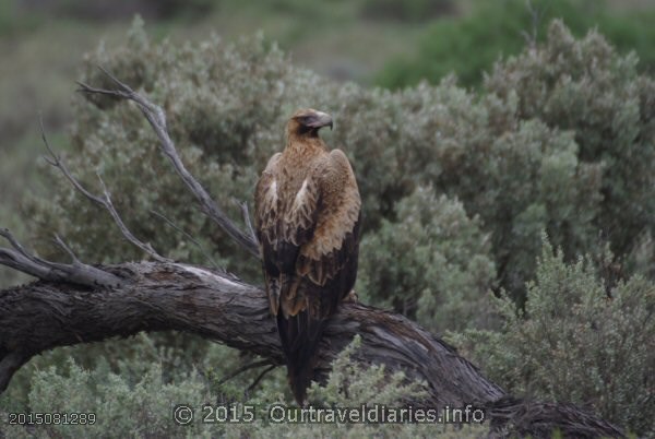 It seemed like he was posing for us, near the Eyre Hwy, on the Nullarbor Plain, WA