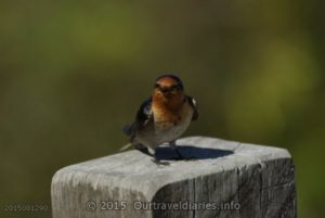 "Welcome Swallow" at the Eyre Bird Observatory, Great Australian Bight.