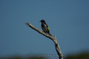 "New Holland Honeyeater", near the Eyre Hwy, on the Nullarbor Plain, WA.