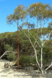 Old Telegraph post on the way To the Eyre Bird Osbservatory