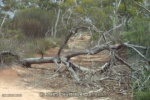 Another tree we cleared - the Old Hyden-Norseman Road, Western Australia