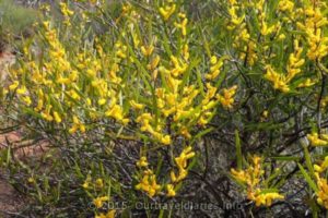 One of the wildflower bushes in bloom - alongside the Old Hyden Norseman Road, Western Australia