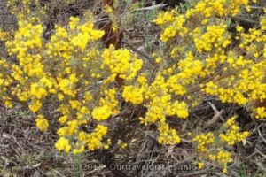 A display of early blooming wildflowers alongside the Old Hyden Norseman Road, WA