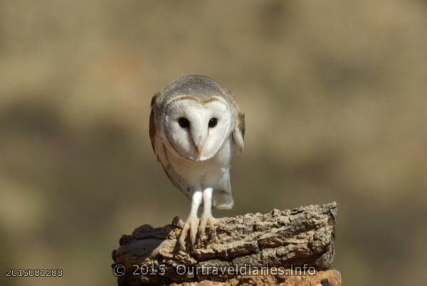Australian Barn Owl - Alice Springs Desert Park