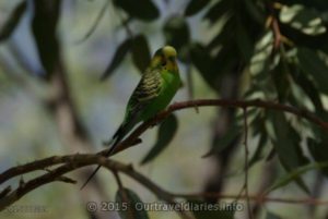 Budgie - Alice Springs Desert Park