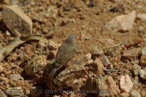 Small bird - Alice Springs Desert Park