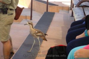 Bush Stone Curlew (Thicknee) - Alice Springs Desert Park