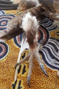 Large, sharp talons of a Wedge Tail Eagle - Alice Springs Desert Park