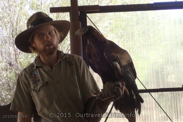 Park Ranger and an eagle undergoing rehab - Alice Springs Desert Park