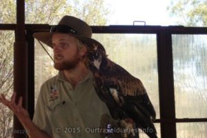 Park Ranger with an inured young eagle - Alice Springs Desert Park