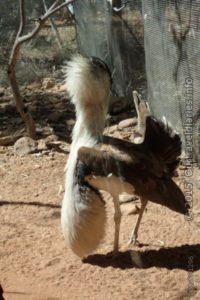 Kere Artewe (aka Bustard or Bush Turkey) - Alice Springs Desert Park